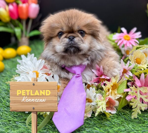 [#25642-02] Fawn Sable M Pekingese Puppies For Sale