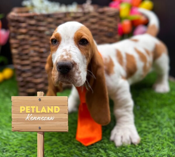 [#2560-01] Lemon / White M Basset Hound Puppies For Sale