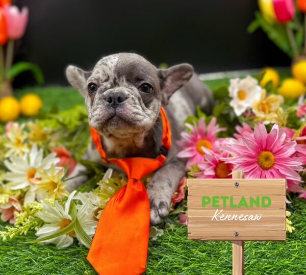[#25601-01] Blue Merle M French Bulldog Puppies For Sale