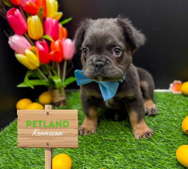 [#25579-05] Blue F French Bulldog Puppies For Sale