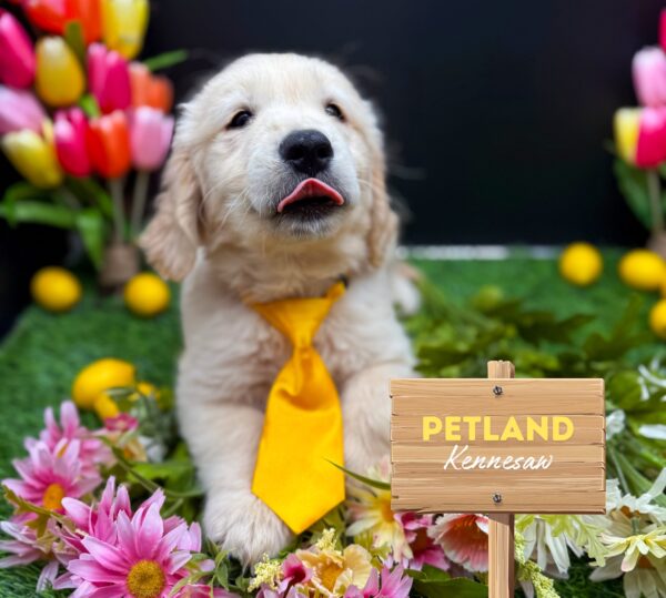 [#2578-03] Light Golden M Golden Retriever Puppies For Sale