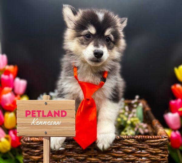 [#2582-03] Black / White M Pomsky Puppies For Sale