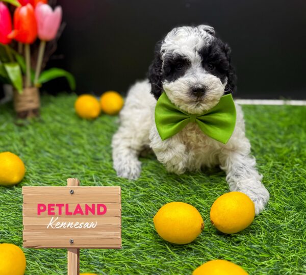 [#25586-05] Black / White F Poodle Mini Puppies For Sale