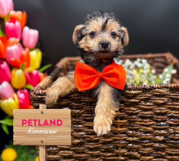 [#25564-03] Black / Tan F Yochon Puppies For Sale