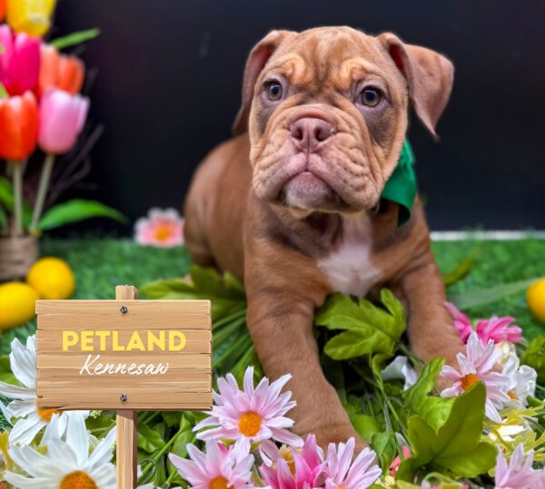 [#25151-04] Red F Victorian Bulldog Puppies For Sale