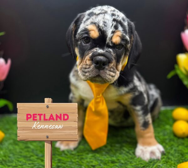 [#2580-03] Blue Tan / White M Beabull 3/4 Puppies For Sale