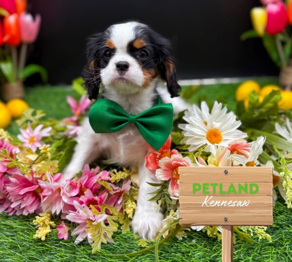[#25805-04] Tri-Colored F Cavalier King Charles Spaniel Puppies For Sale