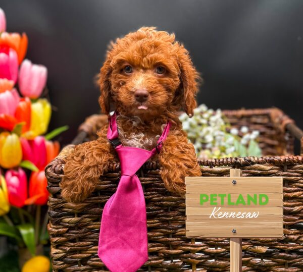 [#25701-01] Red M Cavapoo Puppies For Sale