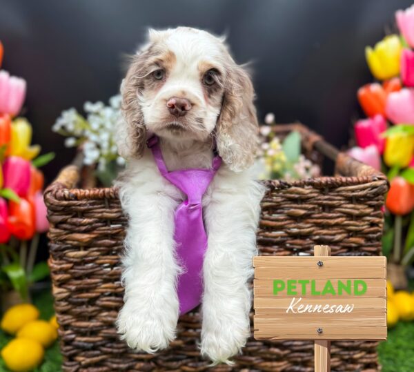 [#25696-05] Chocolate Merle M Cocker Spaniel Puppies For Sale