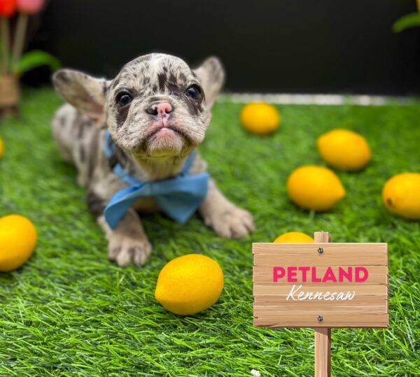 [#25522-05] Blue F French Bulldog Puppies For Sale