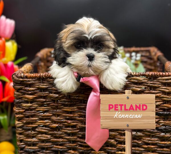 [#25587-03] Brown / White M Lhasa Apso Puppies For Sale