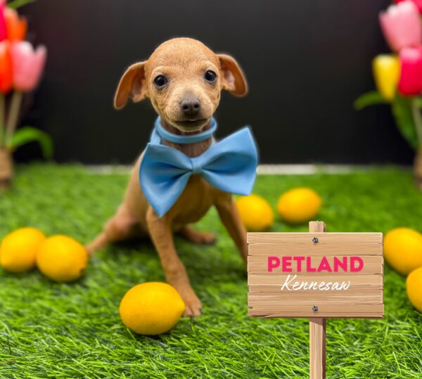 [#25595-04] Brown F Miniature Pinscher Puppies For Sale