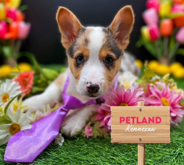 [#25537-05] Blue Merle M Pembroke Welsh Corgi Puppies For Sale