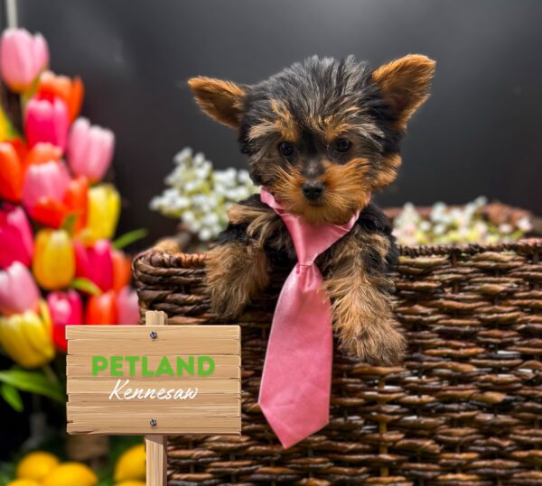 [#25644-03] Black / Tan M Yorkshire Terrier Puppies For Sale