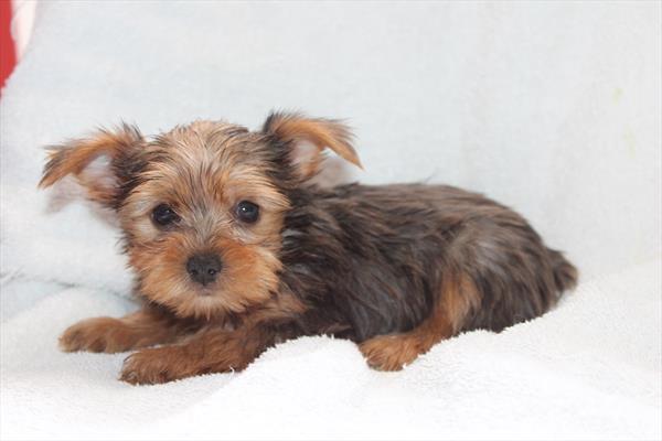 [#25702-01] Blue Merle M Yorkshire Terrier Puppies For Sale