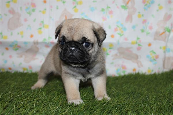 [#25836-02] Fawn F Pug Puppies For Sale