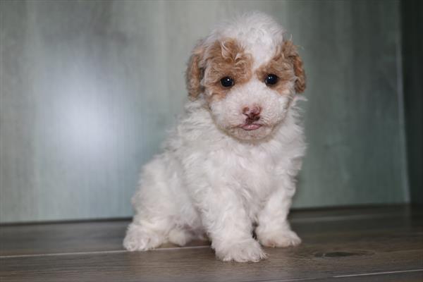 [#25653-04] Blenheim F Poochon Puppies For Sale