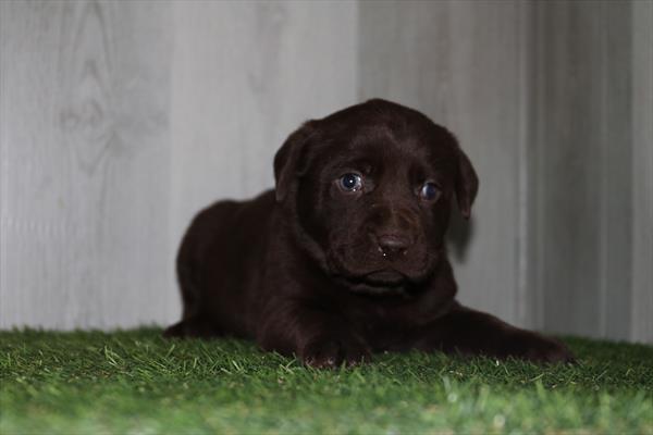 [#25102-07] Chocolate F Labrador Retriever Puppies For Sale