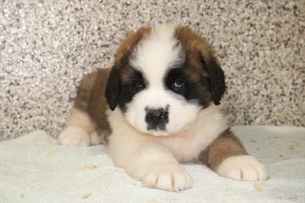 [#25972-02] Brown / White M Saint Bernard Puppies For Sale
