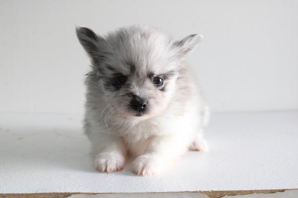 [#25856-03] Blue Merle F Pomeranian Puppies For Sale