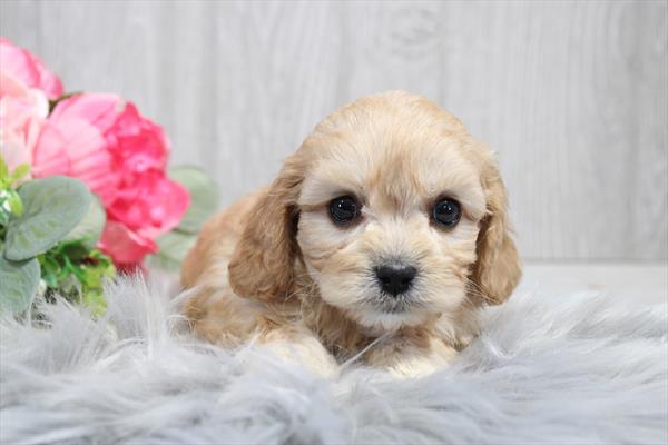 [#25911-03] Apricot / White M Cavachon Puppies For Sale
