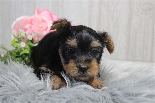 [#25909-01] Black / Tan F Silky Terrier Puppies For Sale