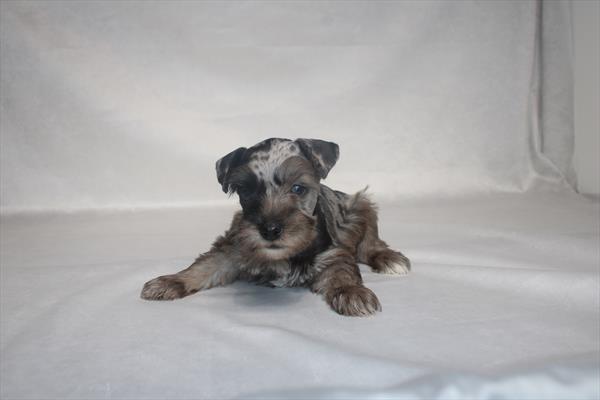 [#25712-05] Blue Merle F Miniature Schnauzer Puppies For Sale