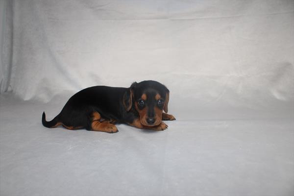 [#25689-02] Black / Tan F Dachshund Puppies For Sale