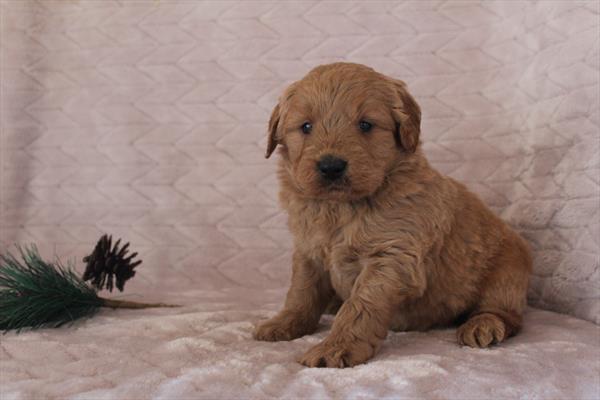 [#25731-03] Red M Poodle Mini/Goldendoodle 2nd Gen Puppies For Sale