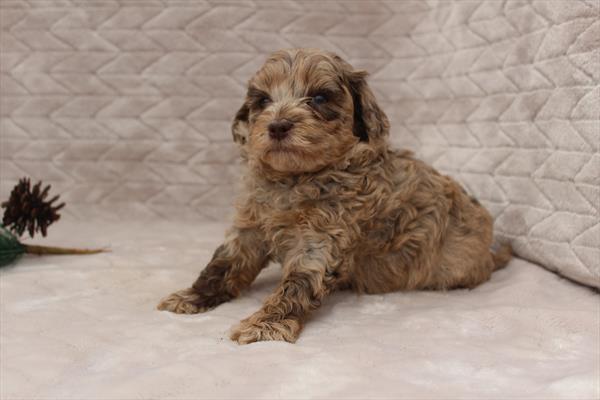 [#25698-06] Tan / White F Shih Tzu/Poodle Puppies For Sale
