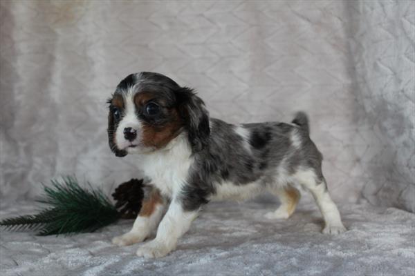 [#25769-06] Blue Merle White / Tan F Cavalier King Charles Spaniel Puppies For Sale