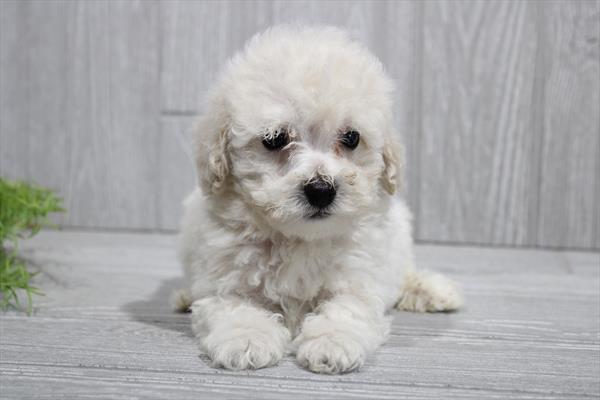 [#25960-01] Apricot M Bichapoo Puppies For Sale