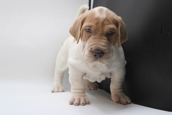 [#25680-01] Lemon / White M Walrus Puppies For Sale