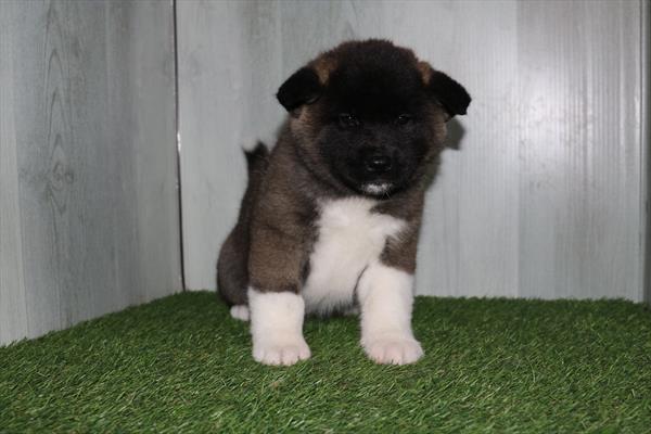 [#25123-03] Black / White F Akita Puppies For Sale