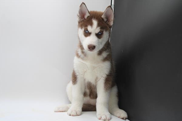 [#251004-07] Red / White F Siberian Husky Puppies For Sale