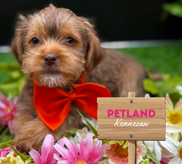 [#25705-06] Brown F Shorkie Puppies For Sale