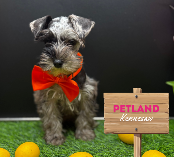 [#25712-05] Blue Merle F Miniature Schnauzer Puppies For Sale
