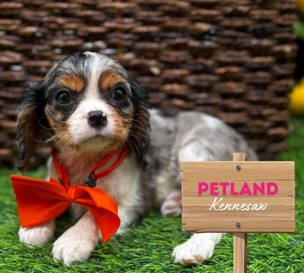 [#25769-06] Blue Merle White / Tan F Cavalier King Charles Spaniel Puppies For Sale