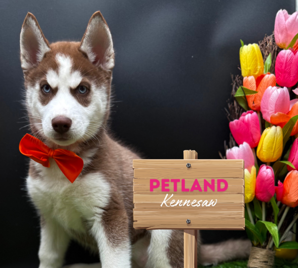 [#251004-07] Red / White F Siberian Husky Puppies For Sale
