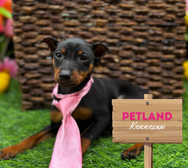 [#251184-01] Black / Rust M Miniature Pinscher Puppies For Sale