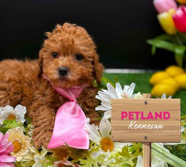 [#25825-03] Apricot M Poodle Puppies For Sale
