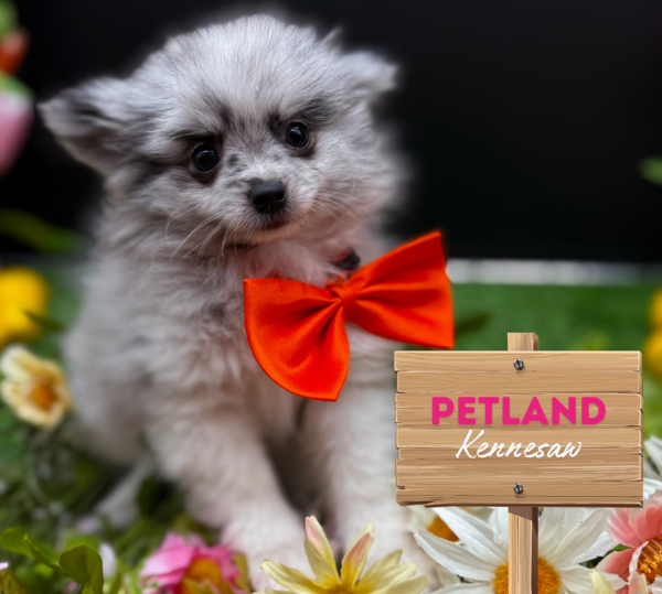 [#25856-03] Blue Merle F Pomeranian Puppies For Sale