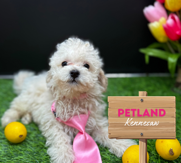 [#25960-01] Apricot M Bichapoo Puppies For Sale
