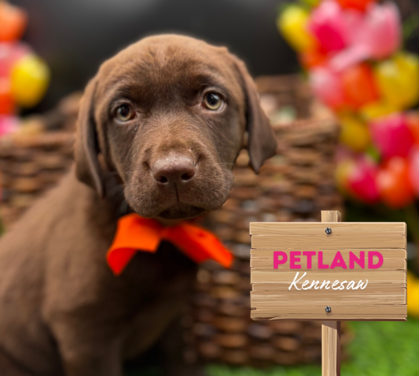 [#25102-07] Chocolate F Labrador Retriever Puppies For Sale