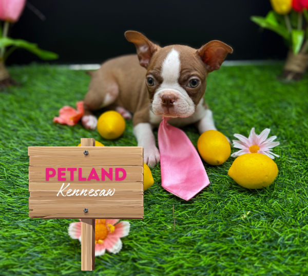 [#25715-02] Red / White M Boston Terrier Puppies For Sale