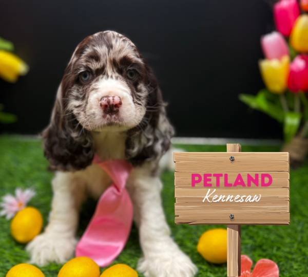 [#25840-02] Chocolate Merle M Cocker Spaniel Puppies For Sale