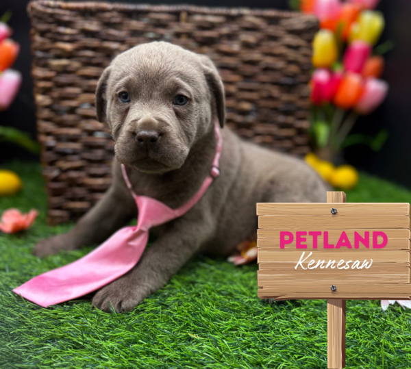 [#25104-02] Silver M Labrador Retriever Puppies For Sale