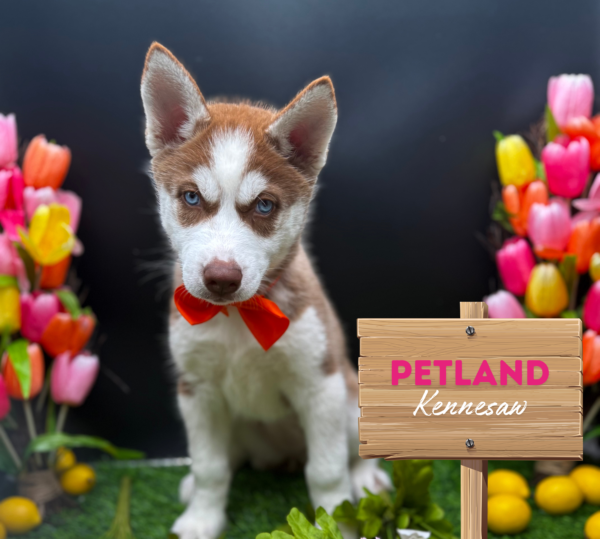 [#2599-01] Red / White F Siberian Husky Puppies For Sale