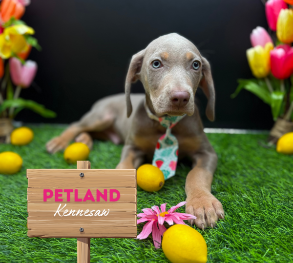 [#2598-02] Silver M Weimaraner Puppies For Sale