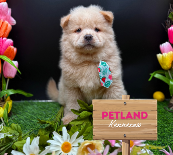 [#251145-05] Cream M Chow Chow Puppies For Sale